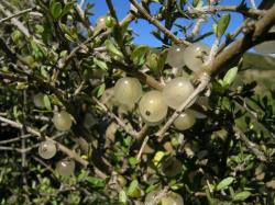Image: D. Glenny © Landcare Research 2014 